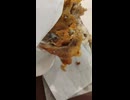 KFCのオリジナルチキン1ピースを食す⑤
