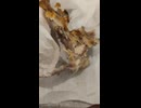 KFCのオリジナルチキン1ピースを食す⑥