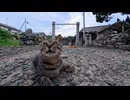 神社に行ったら猫が大量発生してた件ｗｗｗ【猫だらけ】