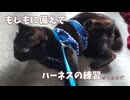 黒猫多めのキジトラと黒猫の動画詰め合わせ