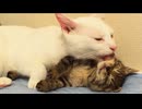 ウチューネコ、最愛の存在に浮かれた日々