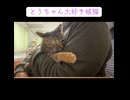 甘えすぎて煮崩れた猫