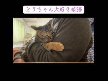 甘えすぎて煮崩れた猫