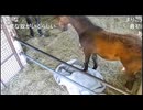 【リアダビ切り抜き】いたずら事件！脱走しちゃう！？まりまぼ　後編【シュシュブリーズ2026】