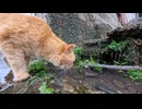 【癒し】水たまりの水をゴクゴク飲む猫さんがかわいすぎるwww