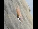 カモ親子【遭遇】捕食者に出会ってしまった反応【イタチ】