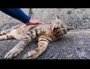 猫島の最果てで暮らす猫、誰か来ると嬉しすぎてベッタリ甘えてきた