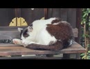 丸みと貫禄がさらに増したハチワレのハチちゃん