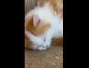 爪研ぎの中で寝ているニャンズ
