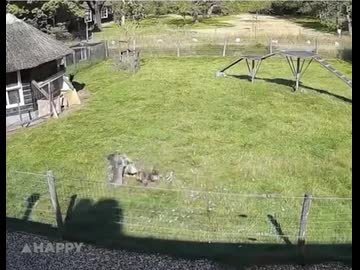 ホモと見る鷹の攻撃から鶏を救う農場の動物たち