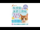 保護ねこの家譲渡会 in 天王寺