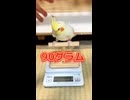 オカメインコモモヒキ隊、体重測定拒否？ボイーズ達の衝撃結果に飼い主タジタジ…