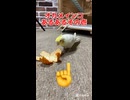 オカメインコのモモヒキ隊、ついに本性を現す…！？あるある実態調査