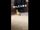呼んだら来る！オカメインコ「のんたま」の忠誠心が尊い件