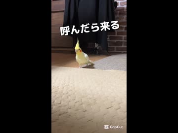 呼んだら来る！オカメインコ「のんたま」の忠誠心が尊い件