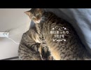【ずず】毎日まったり1号2号【かや】