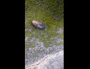 ダンゴムシの交尾　ショート動画2026 7 5