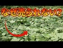 地球上で最も高い栄養価を持つ奇跡の木「モリンガ」が日本のスーパーに並ばない理由【解説動画】