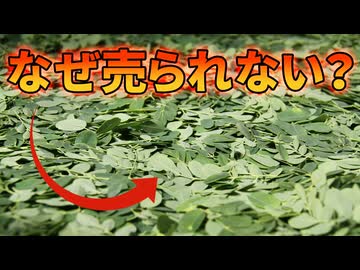 地球上で最も高い栄養価を持つ奇跡の木「モリンガ」が日本のスーパーに並ばない理由【解説動画】