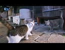 【猫神様!?】夕方の神社を出たら猫たちがぞろぞろ付いてきたｗ