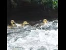 取り残された3羽、勇気を出して川を渡る【カルガモ親子】