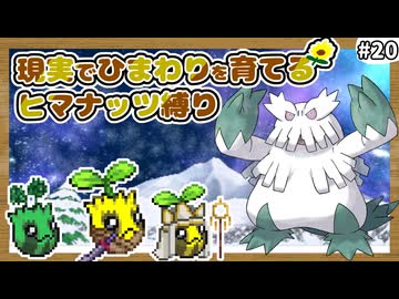【ポケモンXY】ヒマナッツがひんしになったら『現実で向日葵を育てる縛り』（Part⑳）