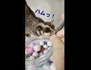 瓶から絶対出ません！体重測定でガチ拗ねした母娘フクロモモンガが可愛すぎた  #おつモモンガ  #shorts