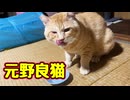 ちゅ〜る食べるのも一苦労【元野良猫】