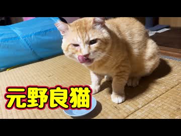 ちゅ〜る食べるのも一苦労【元野良猫】