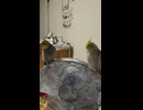 男の子だもの　なぎ