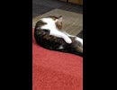 ショート きれい好き猫