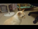 拾いねこ＠生後5080/1005日目　今日も匠さん部屋で。