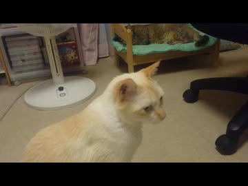 拾いねこ＠生後5080/1005日目　今日も匠さん部屋で。