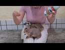 砂漠のキツネに触れられるんだって？ 動物天国カフェ。 私と一緒にデートしよう！
