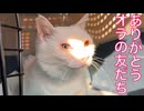 闘病の宝石珍獣、亡き友たちに会いに行く
