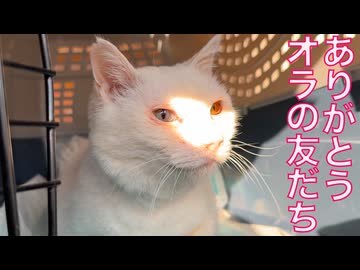 闘病の宝石珍獣、亡き友たちに会いに行く