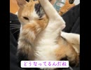 オス三毛猫、猫から変形する