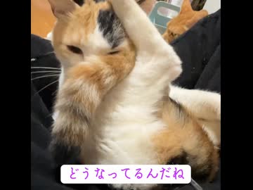 オス三毛猫、猫から変形する