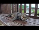 地獄猫の待機場所に行ったら猫だらけｗ 全員ゴロゴロしてて天国だった