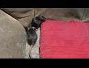 部屋んぽ中の黒いドブネズミの兄弟