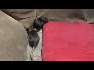 部屋んぽ中の黒いドブネズミの兄弟