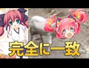DX超900フルツンデレ少女体操CD