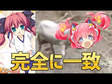 DX超900フルツンデレ少女体操CD