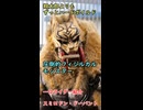 一口怪人紹介　理論を超えた圧倒的なフィジカルと野生　【スミロドンドーパント】