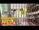 【神回・密着24時】自由奔放なオカメインコ、モモヒキ隊に飼い主タジタジｗ