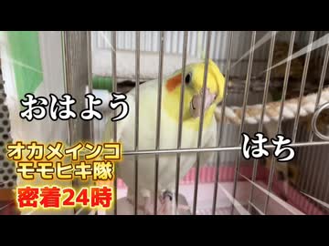 【神回・密着24時】自由奔放なオカメインコ、モモヒキ隊に飼い主タジタジｗ