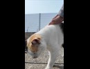 毎回モフられにくるハート三毛、可愛すぎて尊い□□