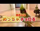 カメラ目線が強すぎるオカメインコなな、飼い主を翻弄