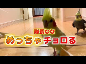 カメラ目線が強すぎるオカメインコなな、飼い主を翻弄
