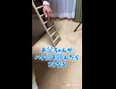 【神回】お父ちゃんLOVE！オカメインコはちの甘えん坊行動